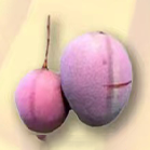 爱文芒